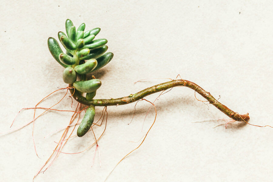 Raíces aéreas en suculentas « Mi Mercadito – Macetas Deco | Cactus