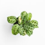 Maranta Leuconera «Kerchoveana Variegata»